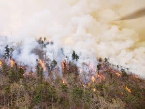 wildfires